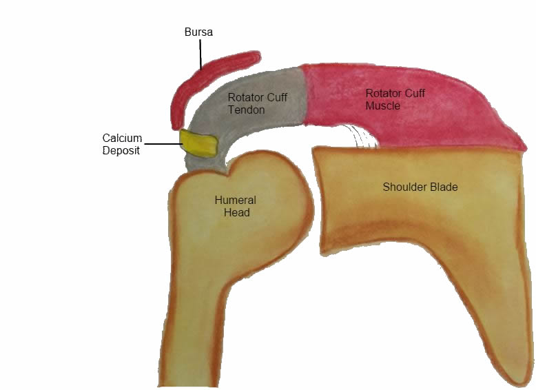 rotator cuff