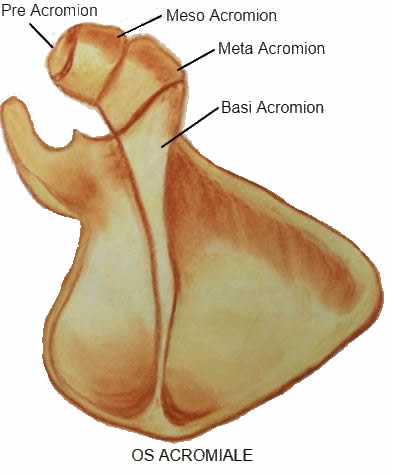 Os Acromiale