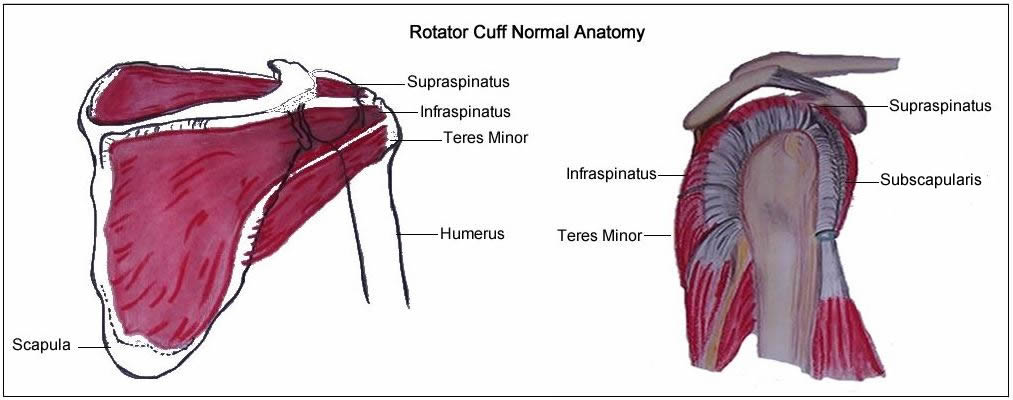 rotator cuff - The Shoulder practice